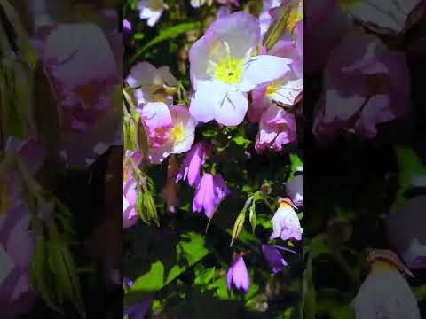 大きな月見草 植物