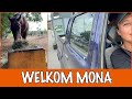 Mona het nieuwe rescue paard! | DierenpraatTV