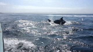 preview picture of video 'Delfines Nariz De Botella, Isla Choros en Punta de Choros, La Serena Chile.'