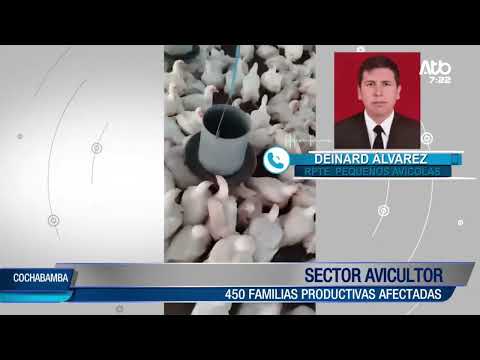 Más de 280 mil pollos mu3r3n en Pocona por falta de alimento