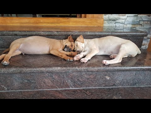 Max & Bella play time