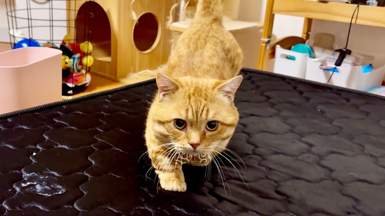 ◯◯したらぽちゃくんが甘えにくるようになりました！