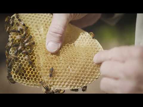 download lagu mp3 mp4 Beehive Removal Phoenix, download lagu Beehive Removal Phoenix gratis, unduh video klip Beehive Removal Phoenix