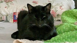 Mayor Johnston lies about murder victims to justify AI Surveillance - RECALL THIS MAYOR!