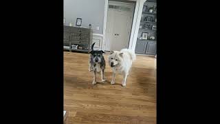 Video preview image #1 Border Collie-Unknown Mix Puppy For Sale in Kennesaw, GA, USA