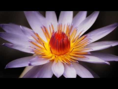 "The World of The Wasteless" by Haji Mike & Dub Caravan