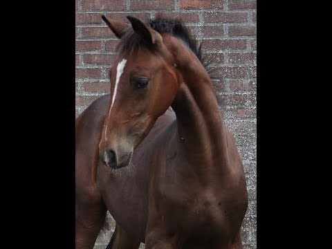 Hengst Diamond Hit x Tolando x Ulft