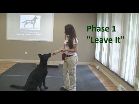 How to Train a Dog to 