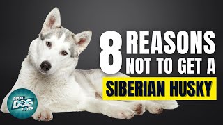 8 Reasons Why You Should Not Get a Siberian Husky