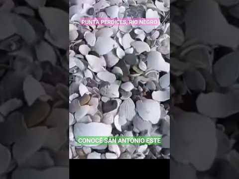 Millones de caracoles y el agua más cálida de Argentina. Punta Perdices. #travel #viajes #shorts