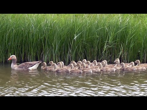 Hus veľká (Anser anser) — Greylag Goose volania, mláďatá a kúpanie