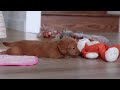 Miniature Dachshund dogs for sale: Grace - Video 1