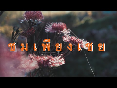 ชมเพียงเชย - ZeeZA (Audio)