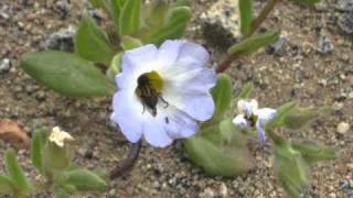 Altiplano + Shaman + The Blue Cascade