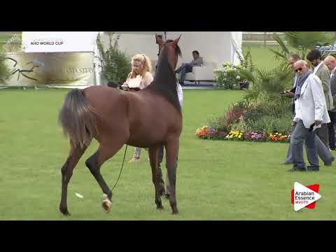 Chantilly 2016 AHO World Cup - CLASS 2