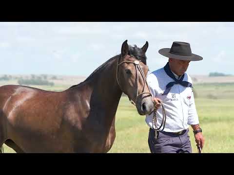 Lote 06 - Basca Lady
