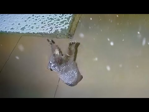 Les animaux les plus drôles réagissent à la météo, il n'y a rien de plus drôle !