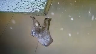 Les animaux les plus drôles réagissent à la météo, il n'y a rien de plus drôle !