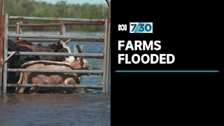 Farmers assess flood damage to their properties and stock | 7.30