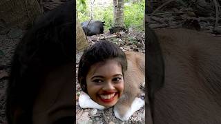 Download lagu Baby carabao funny sound #animals #respectanimels #funny mp3