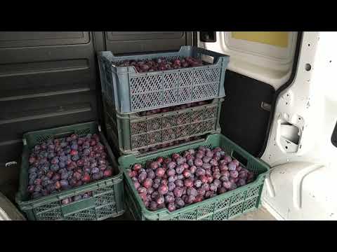 Śliwki, wiśnie, czereśnie - relacja z rynku hurtowego, 16.07.2020