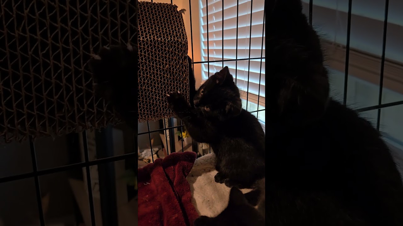 Enlarge Clarice, an adopted Domestic Short Hair in Niantic, CT video 2/6