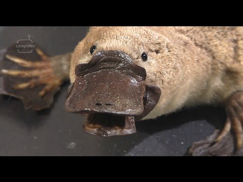 CampusTV Mainz Sendung 225 - Spezial