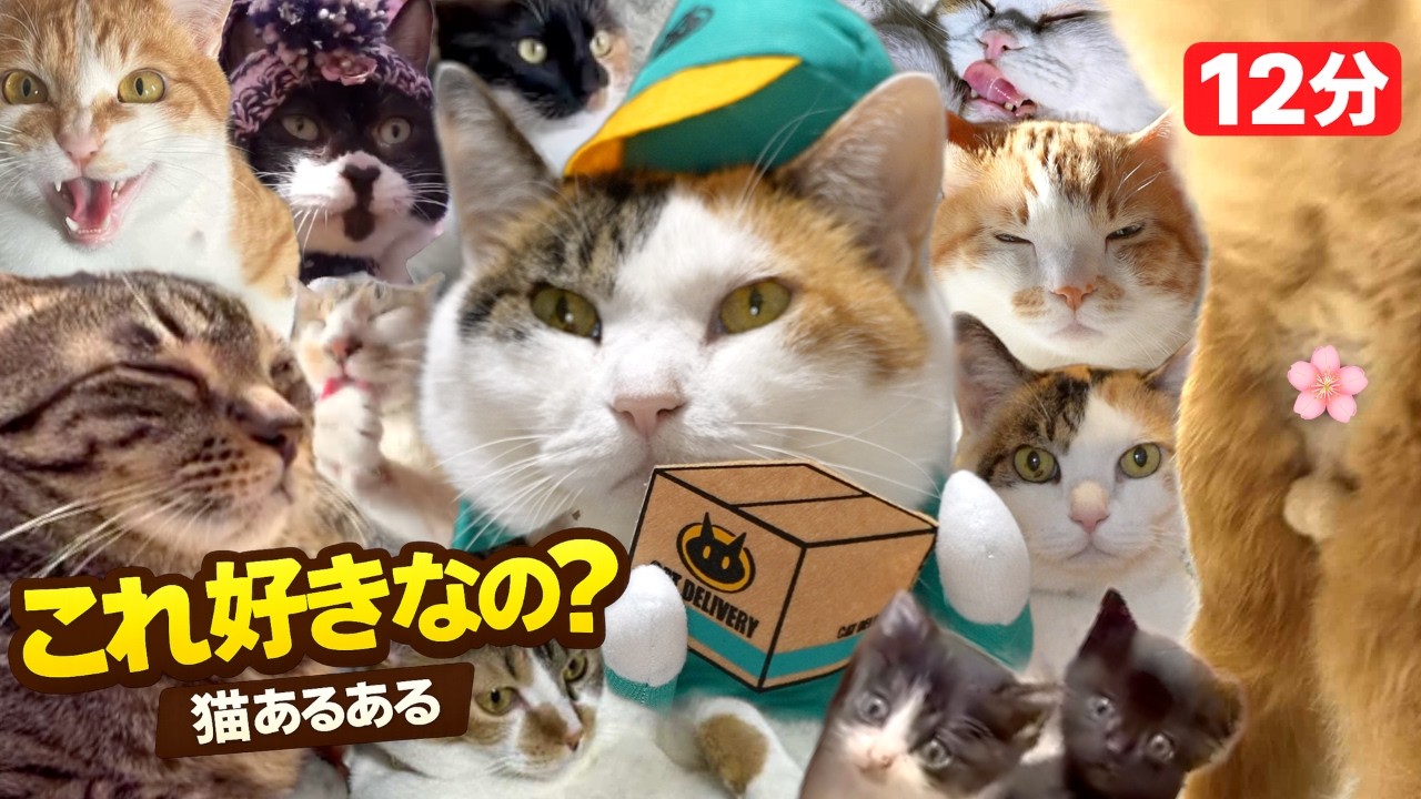 猫好きしか分からない12分｜え、これ好きなの？猫あるあるソング