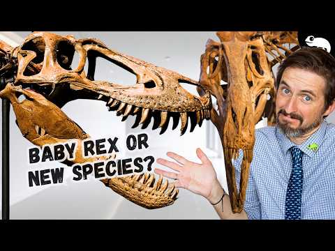 Nanotyrannus - Paleontology's Biggest Controversy is Over!