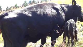 Kälbchen nach der Geburt auf dem Wanderather Traumpfad unterwegs auf Pilgerpfaden 