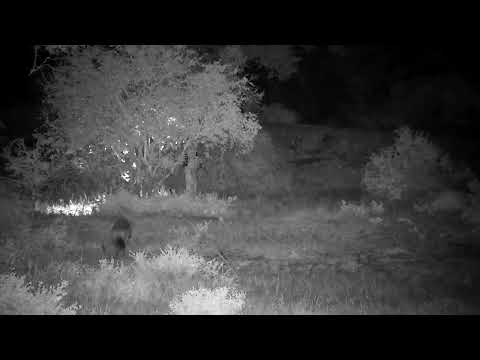 Djuma: Lone Hyena walks by cam and on to dam wall - 02:23 - 01/03/2023
