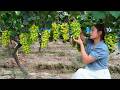 These Sweet Green Grapes Are Perfect For Making Wine