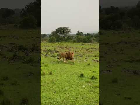 #animals #lion #tiger #wildlife #cat #blackpanther #wolf #youtube #trending #halfhour #polarbear