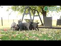 Cane Corso dogs for sale: Penny - Video 1