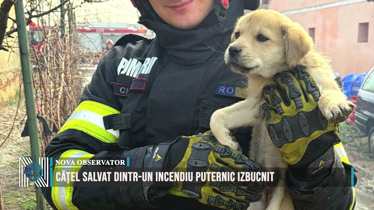 Cățel salvat dintr-un incendiu puternic izbucnit