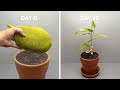 JACKFRUIT TREE Growing From Seed Time Lapse
