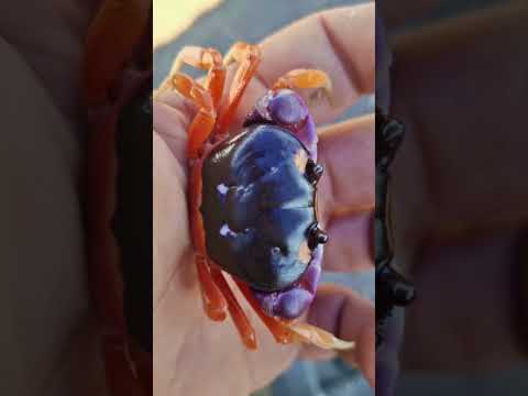 Río Talnique la Libertad #fishing #viral