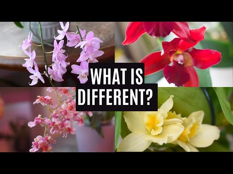 4 Most Common Orchid Varieties & How to Identify Them