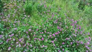 Воркута. 04.08.25. Ж/д район.