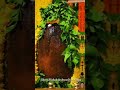 12 Jyotirlinga In 20 Sec Ytshorts Newvideo Status Viralvideo Shortsfeed Bhajan Newbhajan Bhakti