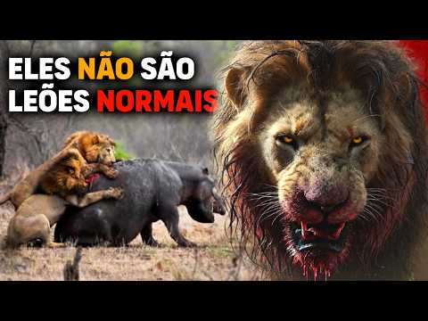 Lions BIGGER THAN SEKEKAMA hunt adult hippopotamus | THE LIONS OF NGORONGORO