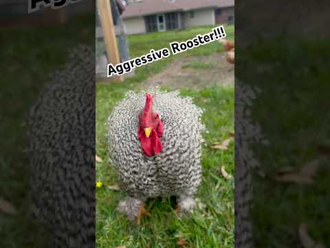 How we dealt with our aggressive rooster #homestead #homesteadersofamerica #backyardchickens