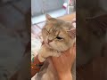 I Really Love Kissing My Cat And When I Kiss Him He Sits Calmly Cat Pets Funny Catlovers