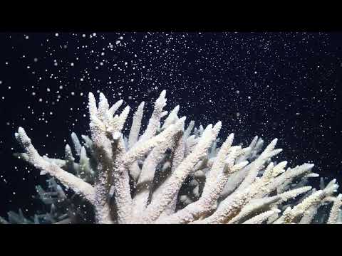 Coral spawning - a double wonder this year!