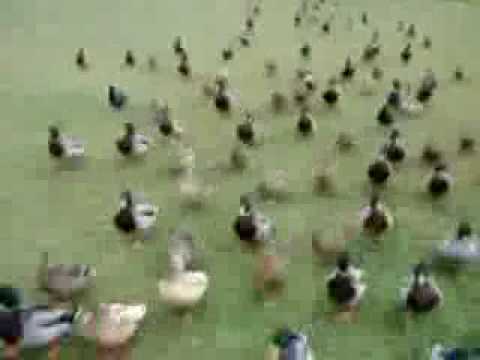 Ducks march - Funny Animals - Ducks Attack