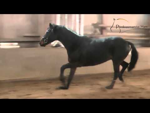 Don Dauphin *2013 www.pferdesportservice.de