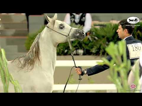 N 180 FOUZAAN AL SHAJER   Kuwait Egyptian Event 2022   Colts 2 Years Old Class 5A