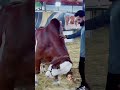 Hay Hay Madhubati Love Cow Horse Wedding Horselover