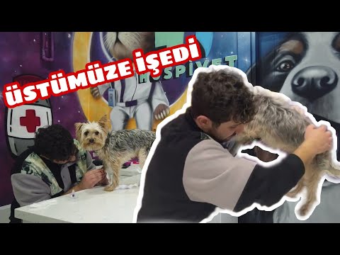 Hades'ten tek başıma kan aldım. ÜSTÜME İŞEDİ :(