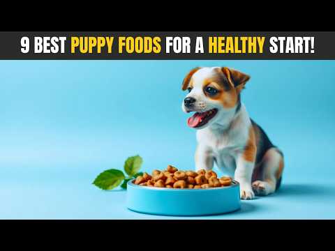 The 9 Best Puppy Foods, According To 400 Current and Former Puppies: Give Your Pup the Best Start!